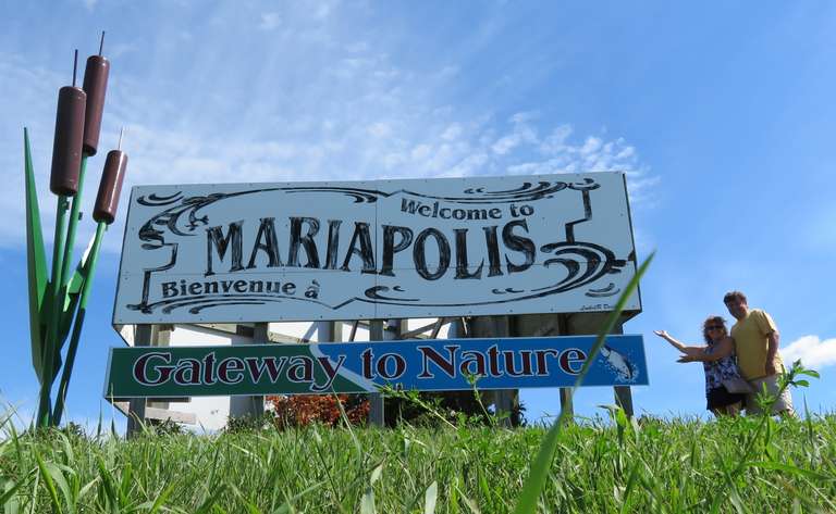 Mariapolis - Giant Bullrush