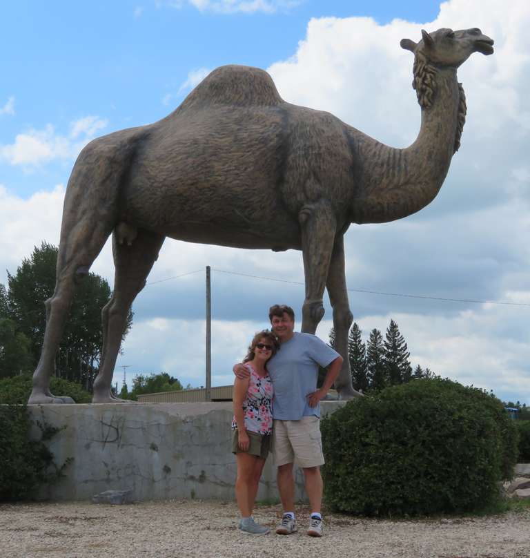 Glenboro - Sara the Camel