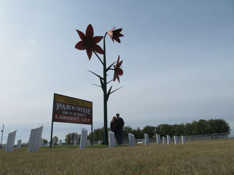 Giant Lily - Parkside SK.