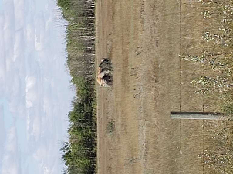 Saber Toothed Tiger - Martinsville, SK.