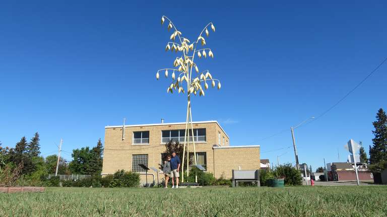 Oat Stem - Ituna, SK.